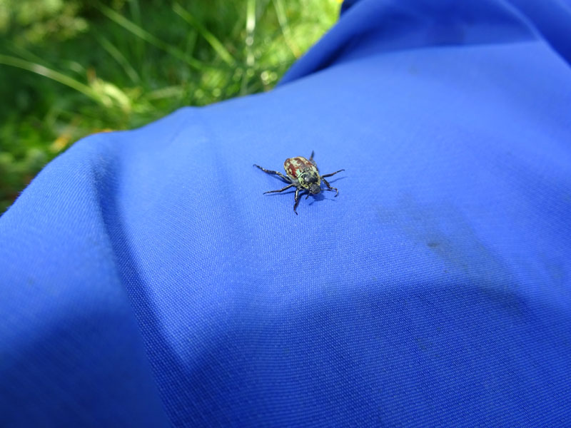 Rutelidae: Hoplia argentea Poda, maschio